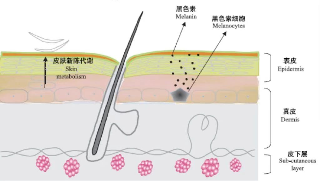 增生型外阴白斑有哪些明显的症状? 增生型外阴白斑有哪些明显的症状?